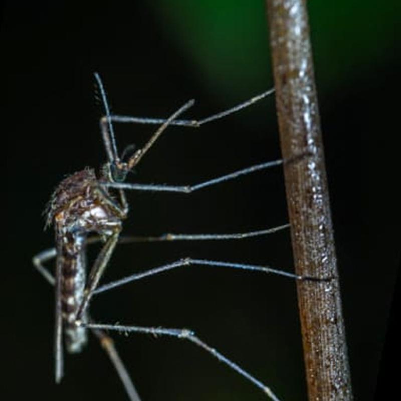 Likwidacja komarów, os, szerszeni - Derpol - Usługi DDD dezynsekcja, deratyzacja, dezynfekcja